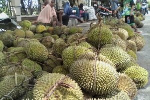 Parigi Moutong Mulai Panen Durian