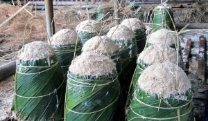 Kami Bisa Hidup Tanpa Sawit, Tapi Kami Tak Bisa Hidup Tanpa Dusun Sagu