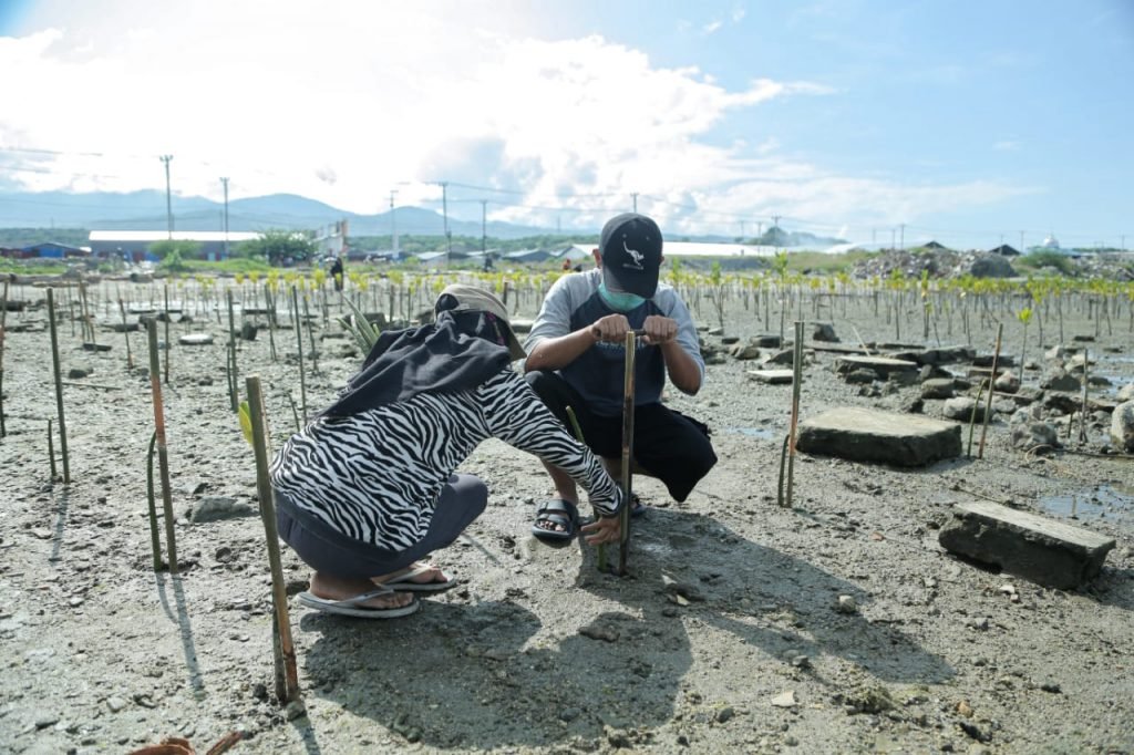 Keterangan Foto: Anggota komunitas magrovers saat sedang melakukan penananaman bibit mangrove di sepanjang pantai teluk Palu. (Foto Emil Estiawan)