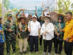 LKPN Prov. Sulteng Gelar Penanaman dan Panen Hasil Sorgum di Parigi Moutong