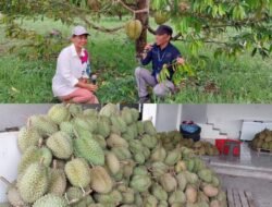 Menuju Kabupaten Durian, Parigi Moutong Ekspansi Agro Wisata dan Pasar Internasional