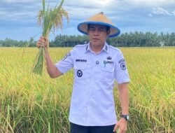 Bupati H. Erwin Burase Pimpin Panen Padi Perdana di Desa Kasimbar Palapi