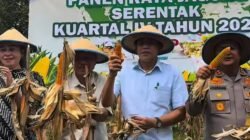 Dukung Swasembada Pangan, Bupati Erwin Burase Hadiri Panen Raya Jagung di Torue