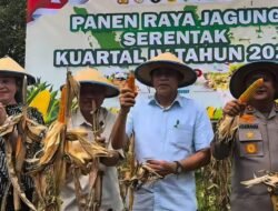 Dukung Swasembada Pangan, Bupati Erwin Burase Hadiri Panen Raya Jagung di Torue