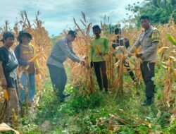 Panen Jagung di Desa Gangga Bukti Nyata Ketahanan Pangan Polres Parigi Moutong