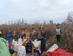 Panen Raya Jagung 2 Hektare di Sausu: Polisi Buktikan Peran Nyata Dongkrak Ketahanan Pangan Warga