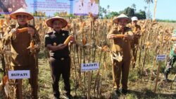 Kejati  Sulteng Dan Pemkab Parigi Moutong Panen Raya Jagung Di Desa Lobu Mandiri, Perkuat Ketahanan Pangan Nasional.